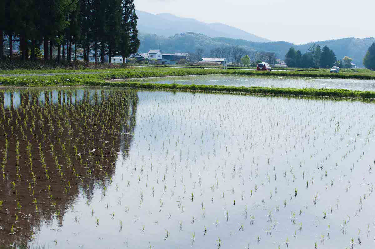 Rice paddy in Japan