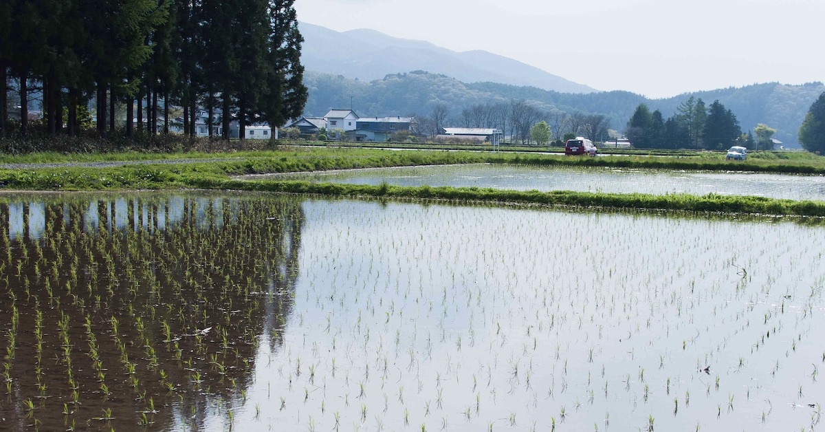 Rice paddy in Japan