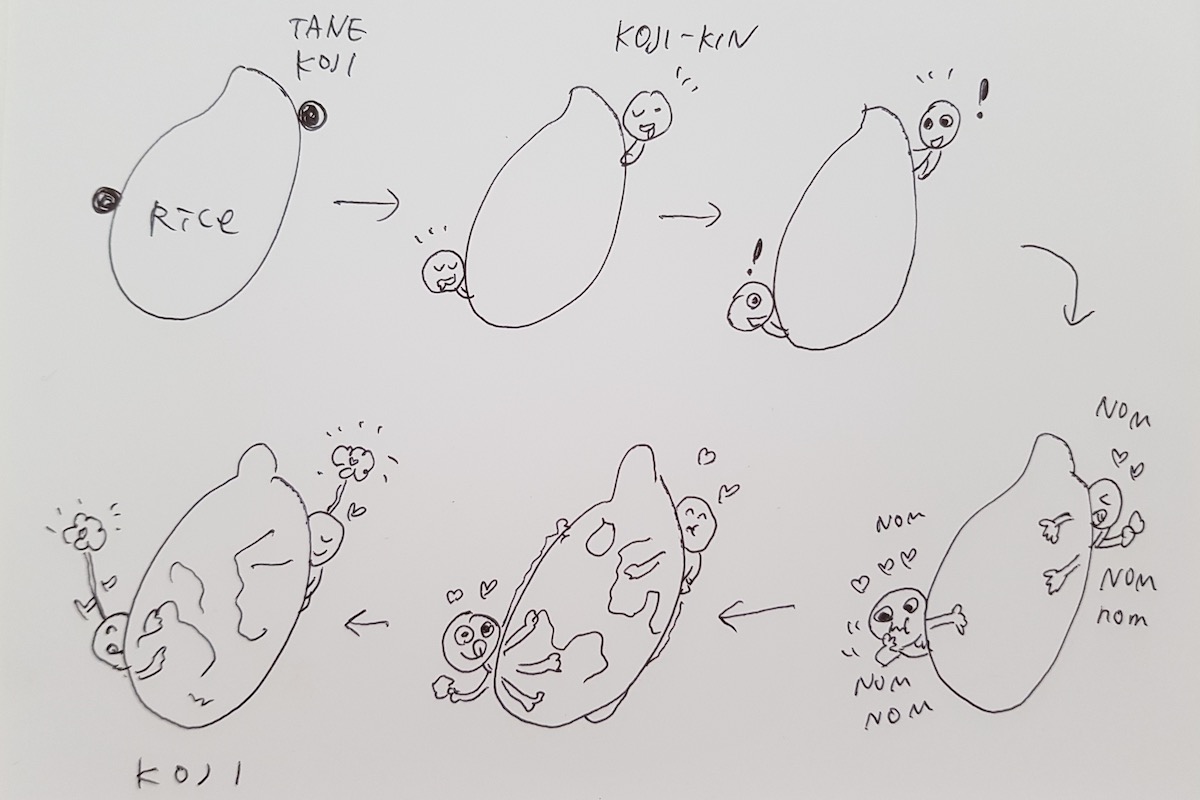 Illustration of the process on how rice becomes koji