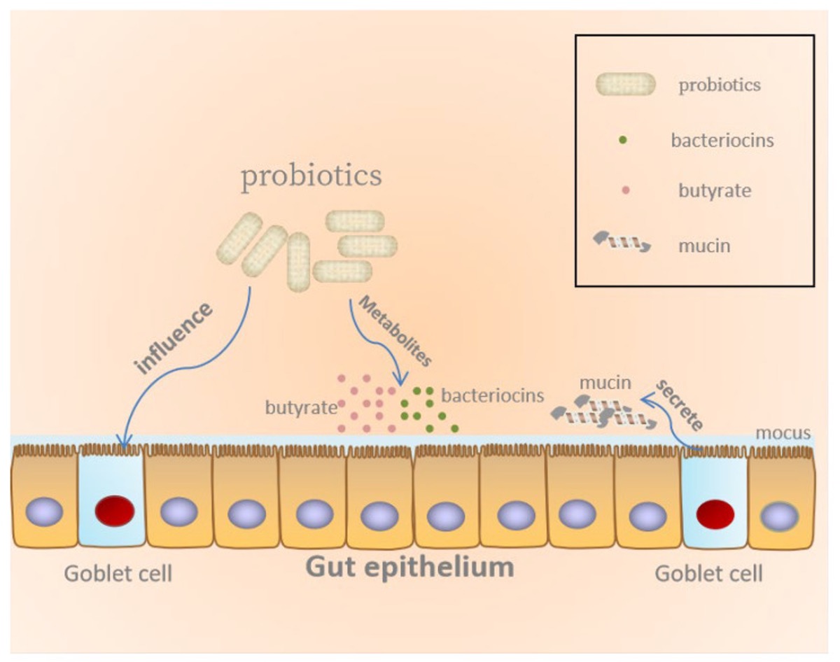 Gut microbiota modulation