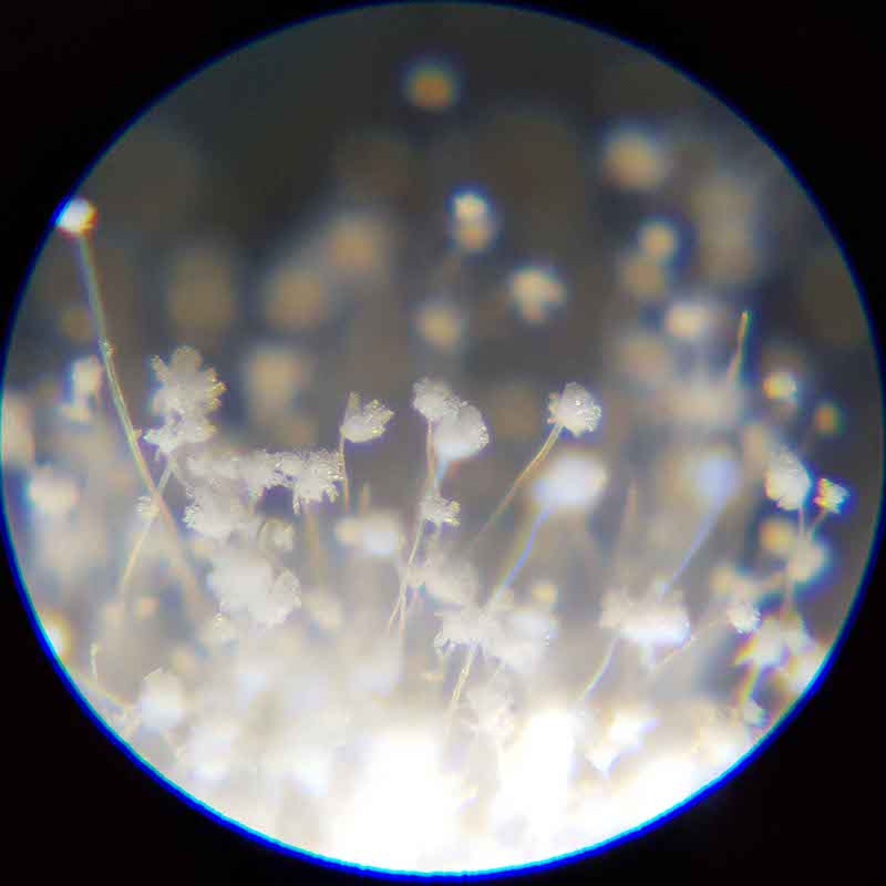 Koji blossom by looking with the microscope