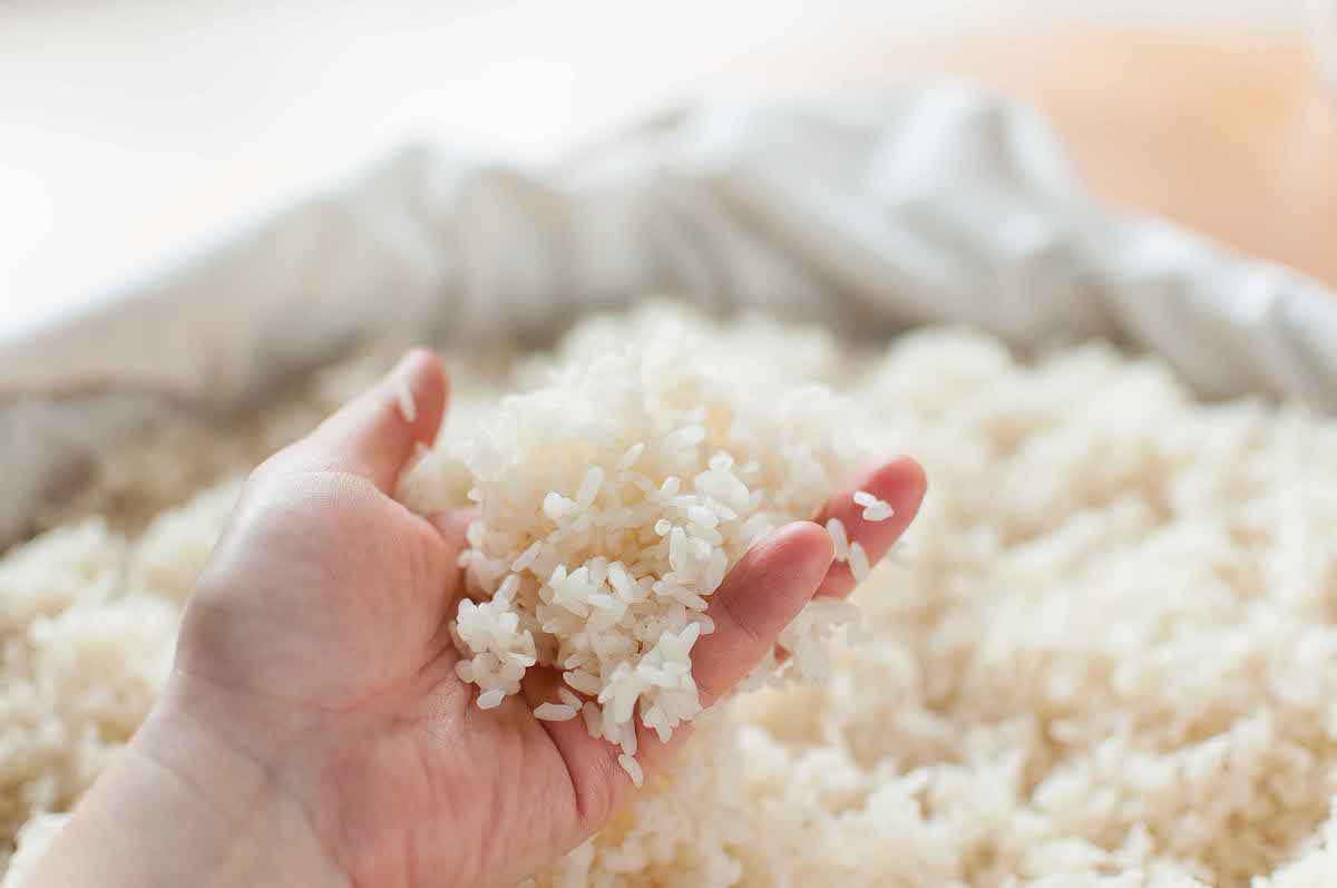Touching steamed risotto rice in a container