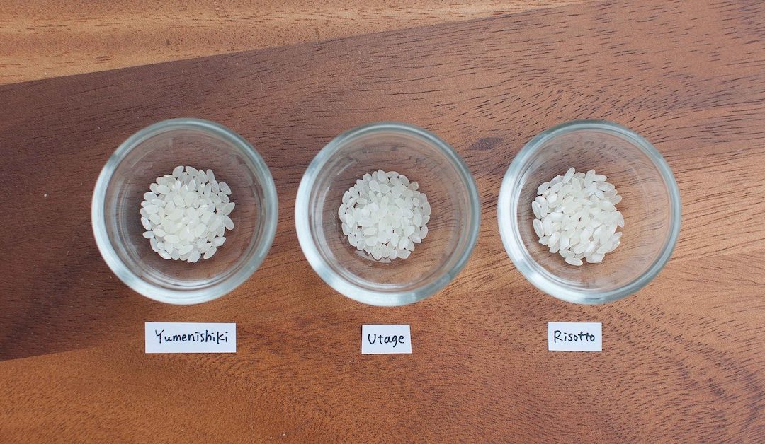 Trying Out Different Rice Varieties